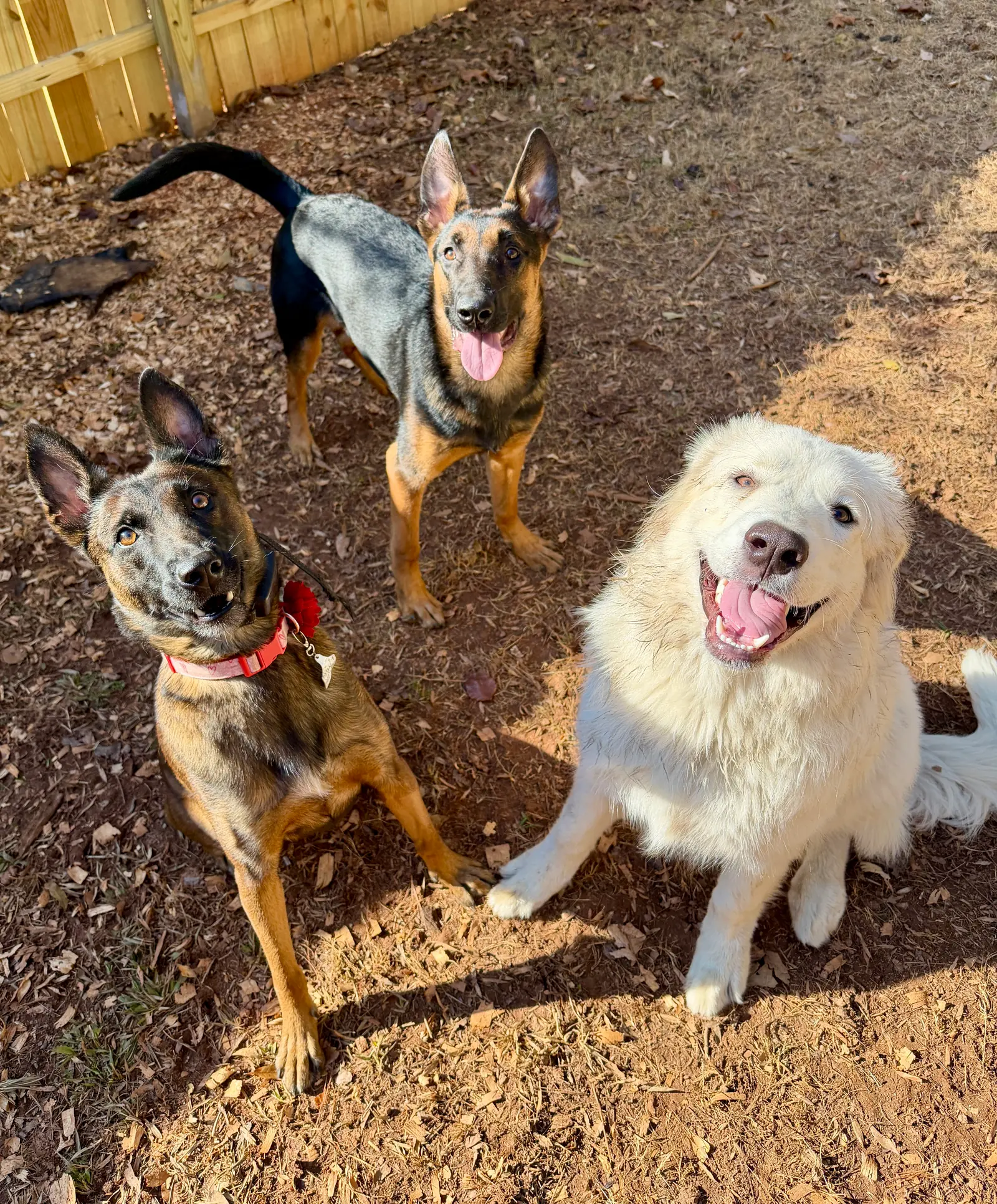 Advanced obedience training at Georgia Doggy Dojo 2